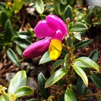 Polygaloides chamaebuxus var. grandiflora